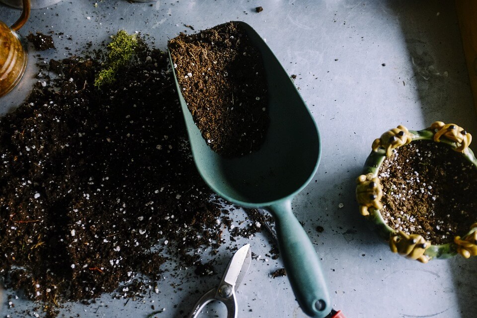 Use potting soil that is rich, loose and fluffy